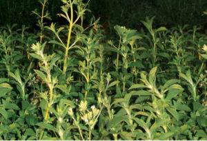 Stevia: The Sweet Leaf