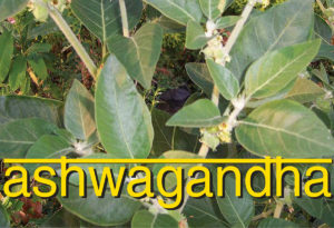 Ashwagandha
