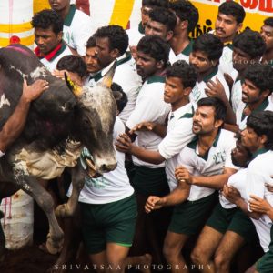 Importance of Jallikattu to Tamil Nadu