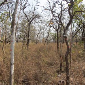 Forest Policy in India since Independence