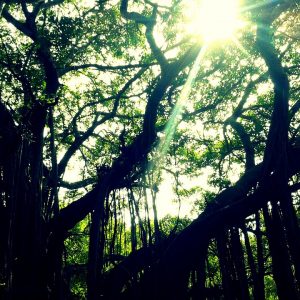 Canopy Layers in Abundant Arboreal Forest Habitats