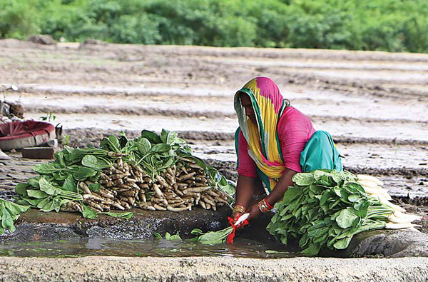 Heavy Metal Contamination in Vegetables Grown in Peri-urban Areas