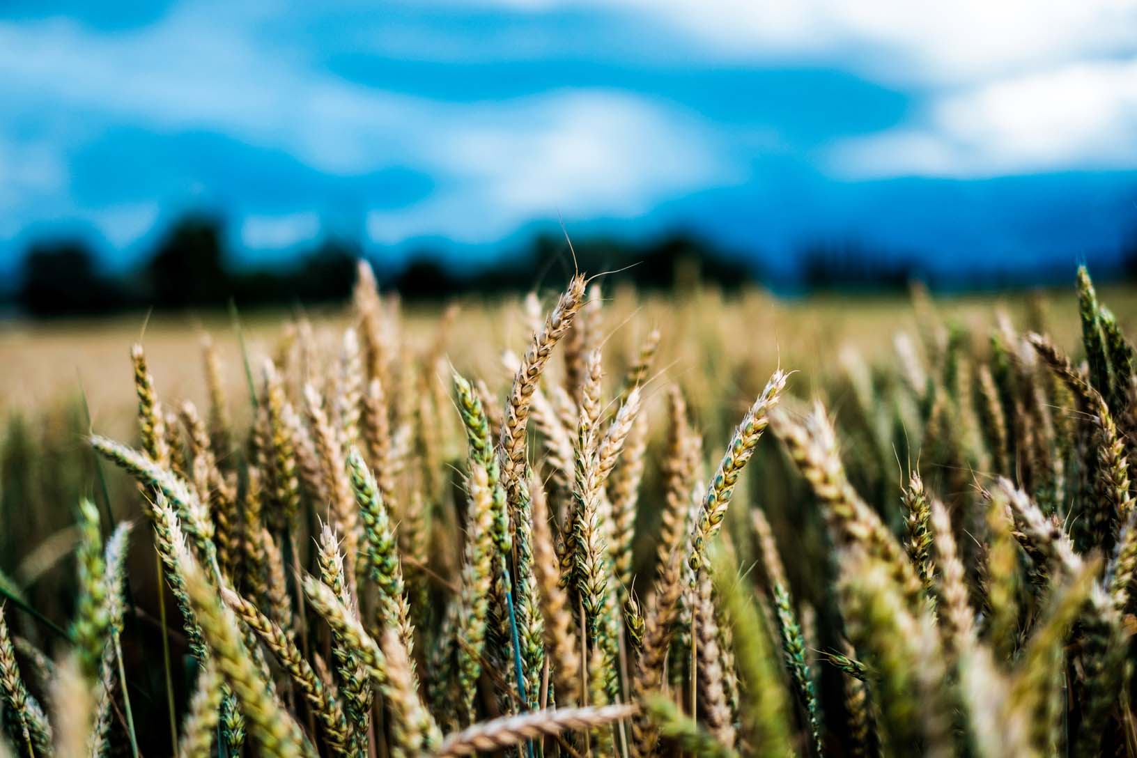 Tropospheric Ozone and Food Productivity