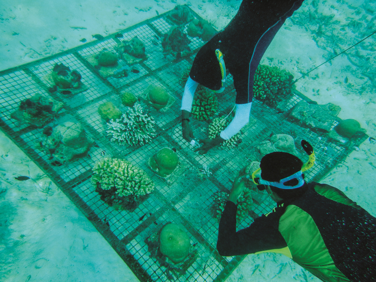 Documenting India’s marine biodiversity