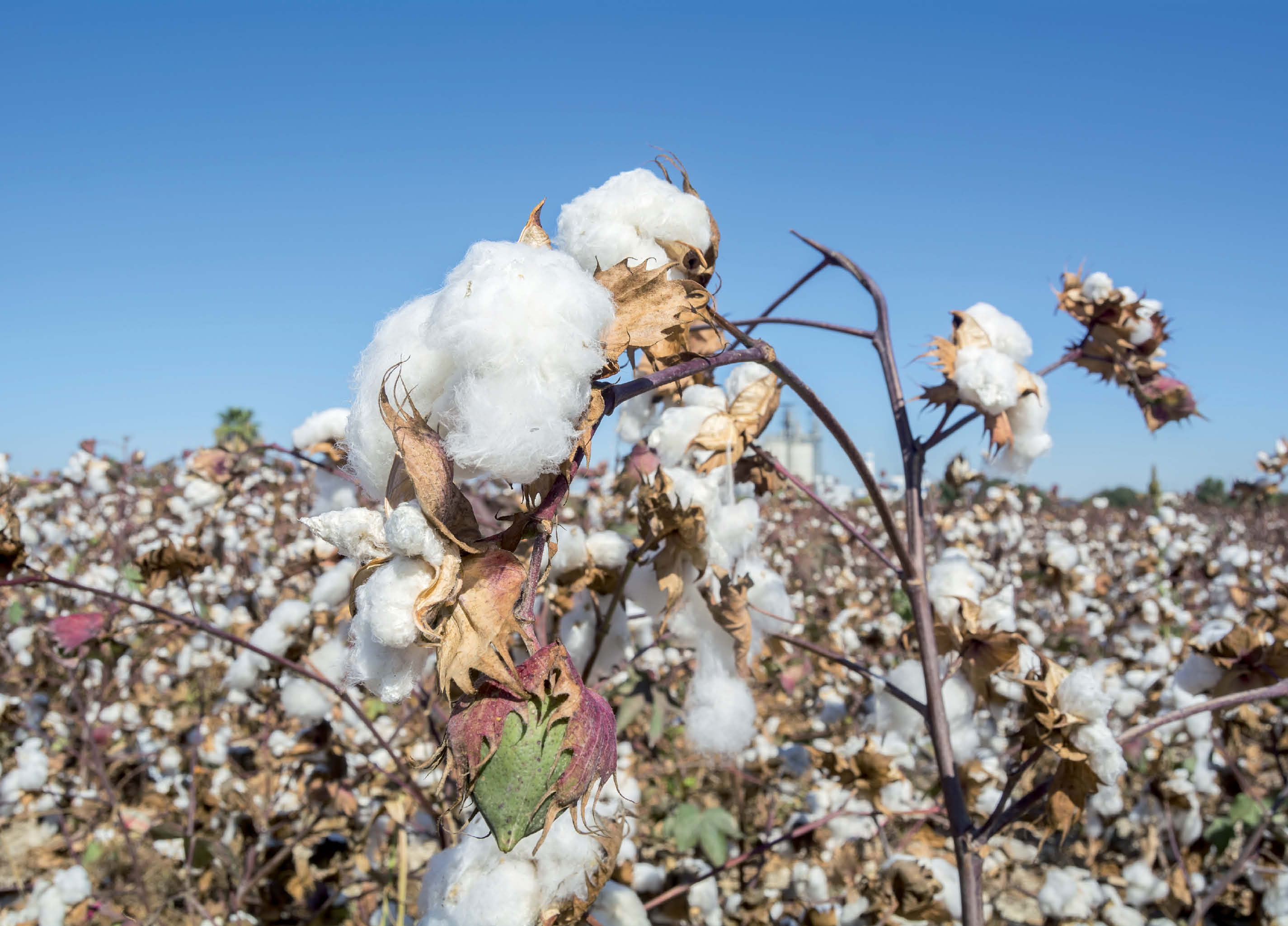 Debating the GM-Crop Efficacy