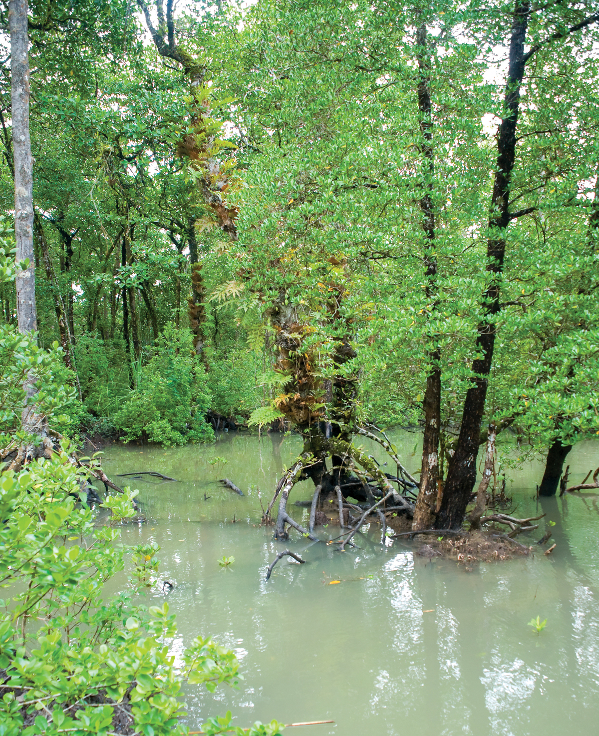 Sundarban-Confrontation to Conservation