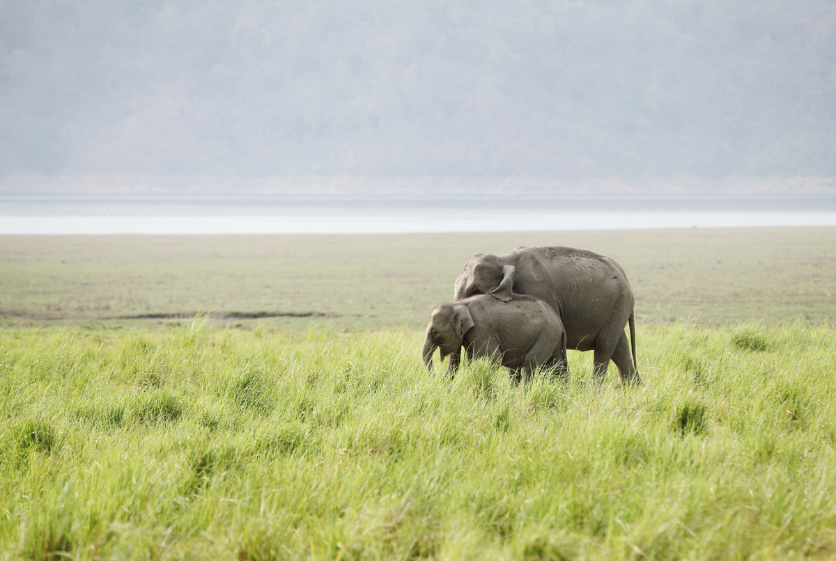 Elephantine trouble